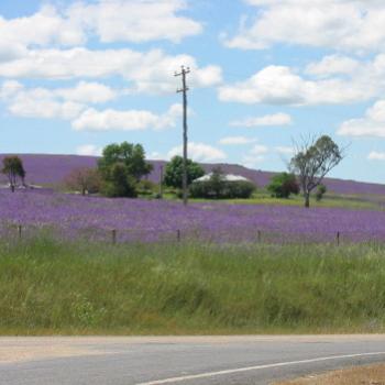 <b>purple hill Wagga Wagga Oct'03 Kate/Sydney</b>