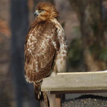 <b>Red Tailed Hawk - Peg</b>