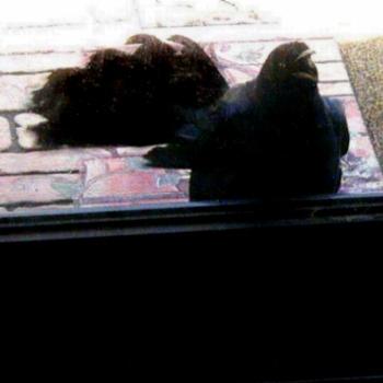 <b>If I make my hearing aid squeal a grackle comes to the door & talks to it.</b> <b>If I make my hearing aid squeal a grackle comes to the door & talks to it.</b>