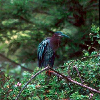 <b>Green-backed Heron. Cape Fear coastal area, NC / kr NC</b>