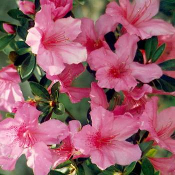 <b>Formosa Azaleas / kr NC</b>