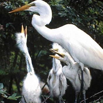 <b>Great Egrets, Lower Cape Fear area / kr NC</b>