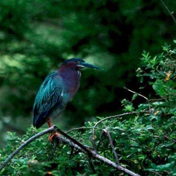 <b>Green-backed Heron. Cape Fear coastal area, NC / kr NC</b>