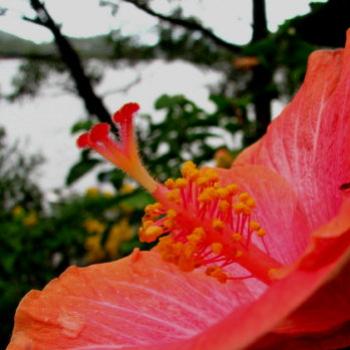 <b>hibiscus Kate/Sydney</b>