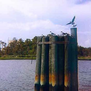 <b>Pilings at the ferry landing on the Cape Fear River in Southport, NC \ kay NC</b> <b>Pilings at the ferry landing on the Cape Fear River in Southport, NC \ kay NC</b>