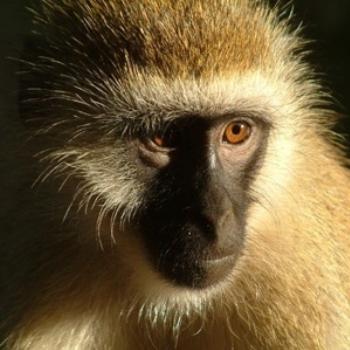 <b>Black-faced Vervet Monkey, Samburu, Kenya (Eileen, Surrey UK)</b> <b>Black-faced Vervet Monkey, Samburu, Kenya (Eileen, Surrey UK)</b>