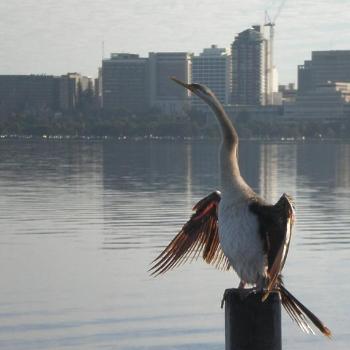 <b>S. Perth bird looking towards East Perth across the river/Colleen</b> <b>S. Perth bird looking towards East Perth across the river/Colleen</b>