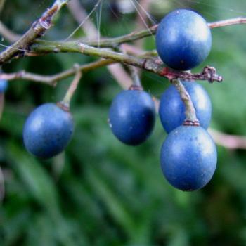 <b>HRA08 Elaeocarpus reticulatus Blueberry Ash berries Kate/Sydney</b> <b>HRA08 Elaeocarpus reticulatus Blueberry Ash berries Kate/Sydney</b>