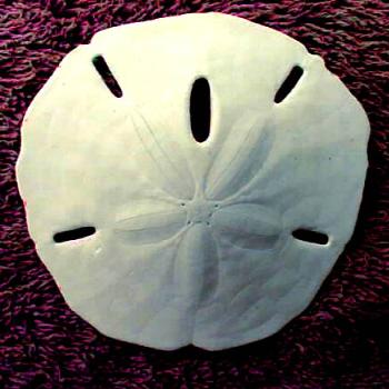 <b>The Sand Dollar is a spiny, hard-skinned animal that is shaped like a coin. There are many different species of sand dollars. They live on the sandy sea floor, and most are found at depths of 30 to 40 feet (9-12 m). You can often find the dead "shell" of a sand dollar (called a "test") washed up on sandy beaches. If you break open a test, there are many hard, loose, white pieces; these were the teeth of the Sand Dollar. / kr NC</b> <b>The Sand Dollar is a spiny, hard-skinned animal that is shaped like a coin. There are many different species of sand dollars. They live on the sandy sea floor, and most are found at depths of 30 to 40 feet (9-12 m). You can often find the dead "shell" of a sand dollar (called a "test") washed up on sandy beaches. If you break open a test, there are many hard, loose, white pieces; these were the teeth of the Sand Dollar. / kr NC</b>