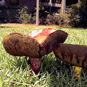 <b>Interesting fungi in my front yard. We call these "toad stools." / kr NC</b> <b>Interesting fungi in my front yard. We call these "toad stools." / kr NC</b>
