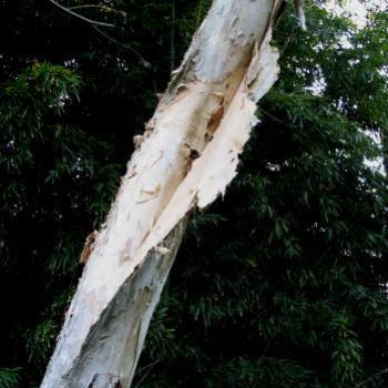 <b>8628 This shows why it's called a paper bark tree. Melaleuca linariifolia Suburban Sydney Sept'08Kate/Sydney</b> <b>8628 This shows why it's called a paper bark tree. Melaleuca linariifolia Suburban Sydney Sept'08Kate/Sydney</b>