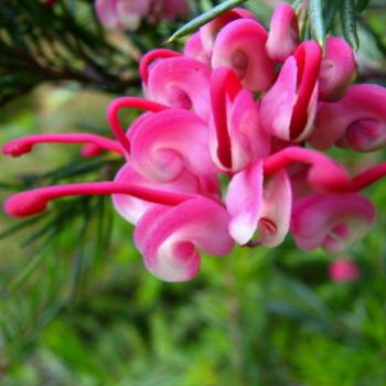 <b>7875 tiny grevillea Grevillea juniperina 'Rubra' Proteaceae Sydney Sept'08 Kate/Sydney</b> <b>7875 tiny grevillea Grevillea juniperina 'Rubra' Proteaceae Sydney Sept'08 Kate/Sydney</b>