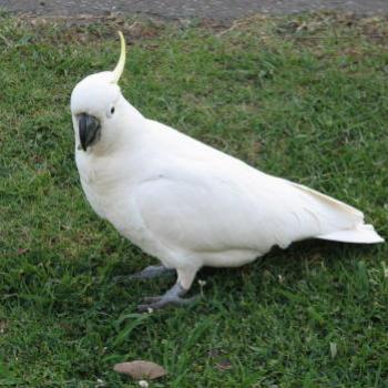 <b>8620 "I'm just gathering seeds" Cockatoo on the side of the road Suburban Sydney Sept'08Kate/Sydney</b> <b>8620 "I'm just gathering seeds" Cockatoo on the side of the road Suburban Sydney Sept'08Kate/Sydney</b>