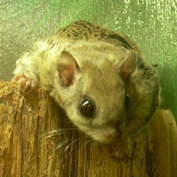 <b>Flying Squirrel at Busch Wildlife Sanctuary in Jupiter, Florida</b> <b>Flying Squirrel at Busch Wildlife Sanctuary in Jupiter, Florida</b>