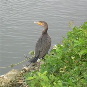 <b>Double-crested Cormorant at Royal Palm Visitor Center, Everglades National Park, Florida, USA - Jim from Jupiter</b> <b>Double-crested Cormorant at Royal Palm Visitor Center, Everglades National Park, Florida, USA - Jim from Jupiter</b>
