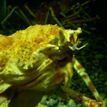 <b>The Giant Japanese Crab at Tennessee Aquarium is one UGLY dude! - Jim from Jupiter</b> <b>The Giant Japanese Crab at Tennessee Aquarium is one UGLY dude! - Jim from Jupiter</b>