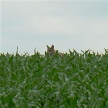 <b>Coyote on the neighbor's farm in Dixon, Illinois, USA - Jim from Jupiter</b> <b>Coyote on the neighbor's farm in Dixon, Illinois, USA - Jim from Jupiter</b>