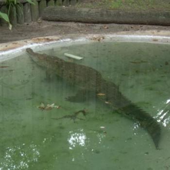 <b>Orinoco Crocodile at Alligator Farm, St. Augustine, FL, USA - Jim from Jupiter</b> <b>Orinoco Crocodile at Alligator Farm, St. Augustine, FL, USA - Jim from Jupiter</b>