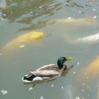 <b>Mallard and Koi at Missouri Botanical Society's Japanese Garden - Jim from Jupiter</b> <b>Mallard and Koi at Missouri Botanical Society's Japanese Garden - Jim from Jupiter</b>