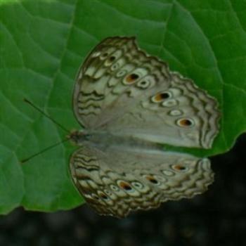 <b>Inside Butterfly House in Saint Louis County, Missouri, USA- Jim from Jupiter</b> <b>Inside Butterfly House in Saint Louis County, Missouri, USA- Jim from Jupiter</b>