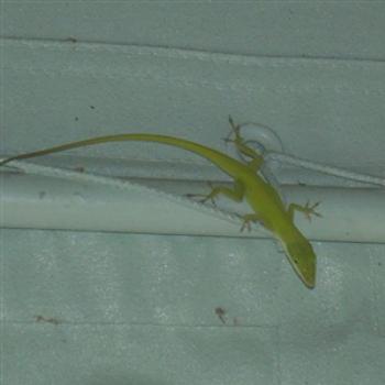 <b>Green Anole inside my front awning in Florida - Jim from Jupiter</b> <b>Green Anole inside my front awning in Florida - Jim from Jupiter</b>