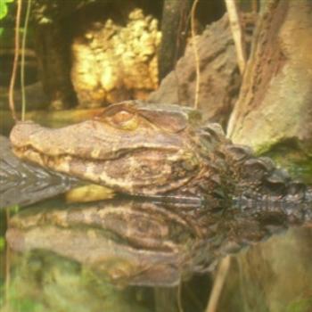 <b>Dwarf Caiman, thru the glass in the Amazon Rising Exhibit, Shedd Aquarium, Chicago - Jim from Jupiter</b> <b>Dwarf Caiman, thru the glass in the Amazon Rising Exhibit, Shedd Aquarium, Chicago - Jim from Jupiter</b>