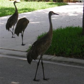 <b>Sandhill Cranes stroll thru my Jupiter, Florida subdivision - Jim from Jupiter</b> <b>Sandhill Cranes stroll thru my Jupiter, Florida subdivision - Jim from Jupiter</b>