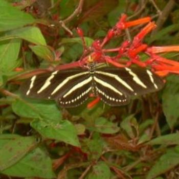 <b>Florida's State Butterfly, The Tiger Butterfly - Jim from Jupiter</b> <b>Florida's State Butterfly, The Tiger Butterfly - Jim from Jupiter</b>