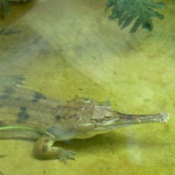 <b>False Gavial Crocodile in Reptile House, St. Louis Zoo - Jim from Jupiter</b> <b>False Gavial Crocodile in Reptile House, St. Louis Zoo - Jim from Jupiter</b>
