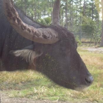 <b>Water Buffalo at Lion Country Safari, Palm Beach County, Florida, USA - Jim from Jupiter</b> <b>Water Buffalo at Lion Country Safari, Palm Beach County, Florida, USA - Jim from Jupiter</b>