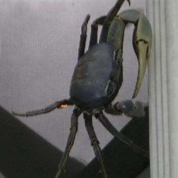 <b>A Florida Blue Land Crab crawls on my screened enclosure's exterior wall - Jim from Jupiter</b> <b>A Florida Blue Land Crab crawls on my screened enclosure's exterior wall - Jim from Jupiter</b>