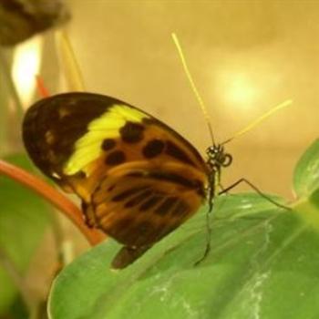 <b>Butterfly at Smithsonian Museum in Washington DC - Jim from Jupiter</b> <b>Butterfly at Smithsonian Museum in Washington DC - Jim from Jupiter</b>