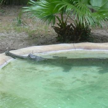 <b>Indian Gharial have the most unusual snout of any crocodilian - Jim from Jupiter</b> <b>Indian Gharial have the most unusual snout of any crocodilian - Jim from Jupiter</b>