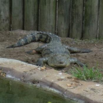 <b>Morelet's Crocodile at Alligator Farm, St. Augustine, FL, USA - Jim from Jupiter</b> <b>Morelet's Crocodile at Alligator Farm, St. Augustine, FL, USA - Jim from Jupiter</b>