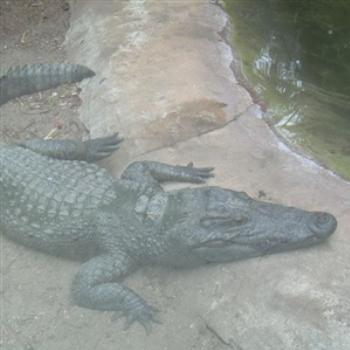 <b>Siamese Crocodiles are the world's most endangered crocodilians - Jim from Jupiter</b> <b>Siamese Crocodiles are the world's most endangered crocodilians - Jim from Jupiter</b>