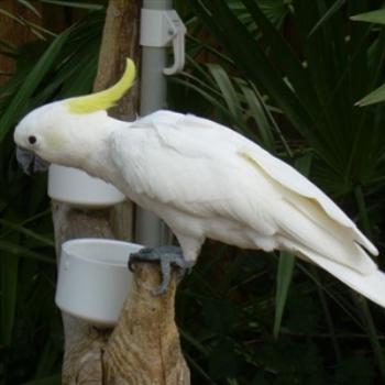<b>Sulphur-Crested Cockatoo at Miami Seaquarium- Jim from Jupiter</b> <b>Sulphur-Crested Cockatoo at Miami Seaquarium- Jim from Jupiter</b>