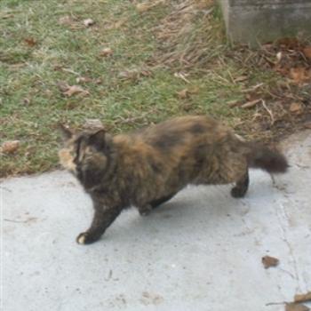 <b>Un-named, blurry, cat on the farm, with nondescript background- Jim from Jupiter</b> <b>Un-named, blurry, cat on the farm, with nondescript background- Jim from Jupiter</b>