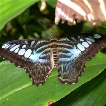 <b>Butterfly House in Saint Louis County, Missouri, USA - Jim from Jupiter</b> <b>Butterfly House in Saint Louis County, Missouri, USA - Jim from Jupiter</b>