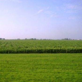 <b>Fertile farmland with miles of corn, Iowa, USA, July 2008, Wilodene </b> <b>Fertile farmland with miles of corn, Iowa, USA, July 2008, Wilodene </b>