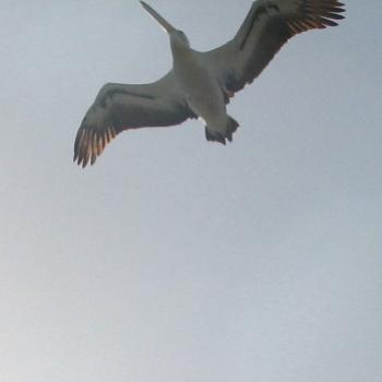 <b>0640 Pelican flying out of my photo Haliaetus leucogater Hawkesbury River Nov'08 Kate/Sydney</b> <b>0640 Pelican flying out of my photo Haliaetus leucogater Hawkesbury River Nov'08 Kate/Sydney</b>