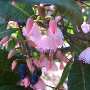 <b>0707 Blueberry ash Eleaocarpus reticulatus Elaeocarpaceae suburban Sydney Nov'08 Kate/Sydney</b> <b>0707 Blueberry ash Eleaocarpus reticulatus Elaeocarpaceae suburban Sydney Nov'08 Kate/Sydney</b>