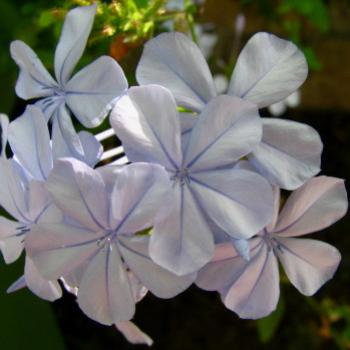 <b>0708 Plumbago Plumbaginaceae suburban Sydney Nov'08 Kate/Sydney</b> <b>0708 Plumbago Plumbaginaceae suburban Sydney Nov'08 Kate/Sydney</b>