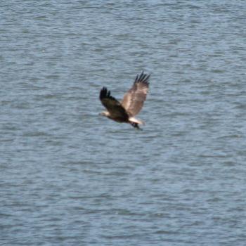 <b>0635 juvenile white breasted sea eagle Haliaetus leucogater Hawkesbury River Nov'08 Kate/Sydney</b> <b>0635 juvenile white breasted sea eagle Haliaetus leucogater Hawkesbury River Nov'08 Kate/Sydney</b>