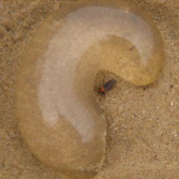 <b>181_0259 horseshoe Jellyfish Hawkesbury River Nov'08 Kate/Sydney</b> <b>181_0259 horseshoe Jellyfish Hawkesbury River Nov'08 Kate/Sydney</b>
