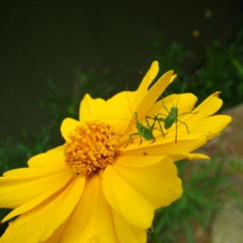 <b>0409 Coreopsis & katydid nymphs Hawkesbury River Nov'08 Kate/Sydney</b> <b>0409 Coreopsis & katydid nymphs Hawkesbury River Nov'08 Kate/Sydney</b>