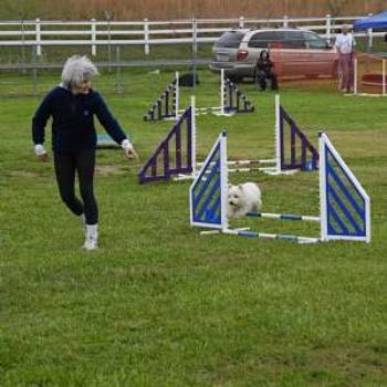 <b>Canine Agility Trial: I'm leading my Westie through the obstacle course of jumps and weave poles (Novice course) -TerrierCyn</b> <b>Canine Agility Trial: I'm leading my Westie through the obstacle course of jumps and weave poles (Novice course) -TerrierCyn</b>