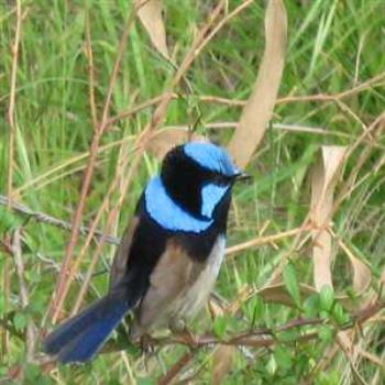 <b>Blue Wren and it's sweet, sweet song (Phillip Island Koala Sanctuary '09/LankyYank)</b> <b>Blue Wren and it's sweet, sweet song (Phillip Island Koala Sanctuary '09/LankyYank)</b>
