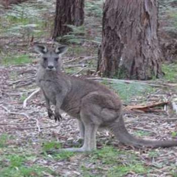 <b>Welcoming friend on my early morning walkabout (Grampians '09/LankyYank)</b> <b>Welcoming friend on my early morning walkabout (Grampians '09/LankyYank)</b>