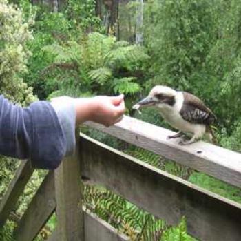 <b>The Bird Whisperer of Cockatoo (Cockatoo, Victoria '09/LankyYank)</b> <b>The Bird Whisperer of Cockatoo (Cockatoo, Victoria '09/LankyYank)</b>