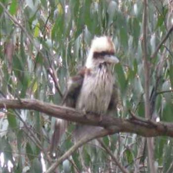 <b>Kookaburra sittin' in the old gum tree... (Cockatoo, Victoria '09/LankyYank)</b> <b>Kookaburra sittin' in the old gum tree... (Cockatoo, Victoria '09/LankyYank)</b>